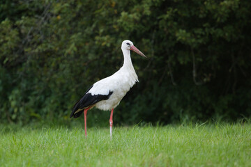 White stork on the meadow at spring. (Ciconia ciconia), white stork in the meadow with yellow flowers and green grass.
