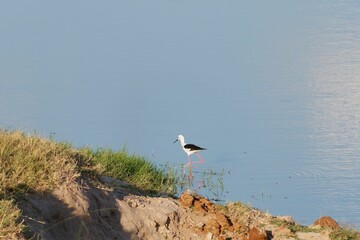 Fototapeta premium Black-winged stilt is seen wading in a shallow body of water