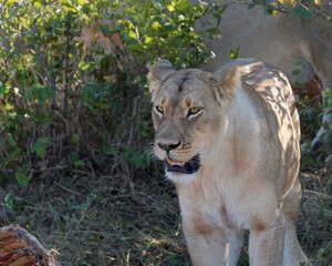Majestic lion in Hwange National Park, Zimbabwe