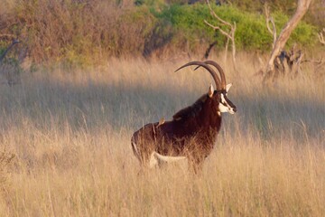 Sable antelope in the wilderness in Hwange National Park, Zimbabwe