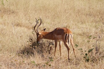 Closeup of deer grazing in a grassy field in Chobe National Park, Botswana