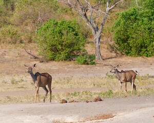 Kudu, large antelopes native to Africa, walking leisurely across a dry, desert landscape