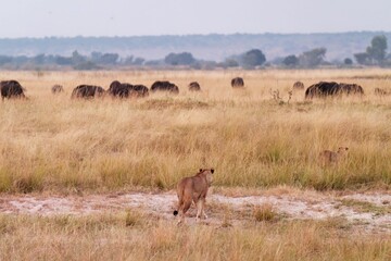 Adult male lions stand in a grassy landscape, gazing into the distance