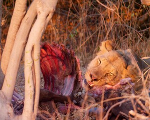 Majestic lion enjoying a meal of a freshly hunted carcass in Chobe National Park, Botswana.