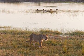 Majestic lion is standing in a grassy meadow in Chobe National Park, Botswana