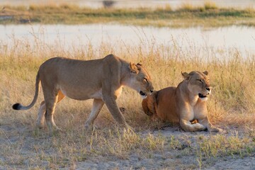Stunning image of two lions in Chobe National Park, Botswana
