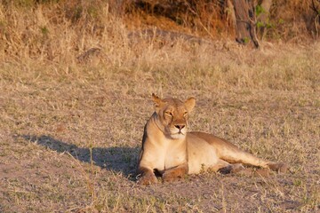 Majestic lion is lying in a grassy meadow in Chobe National Park, Botswana