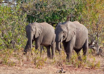 Obraz premium Herd of African elephants walking through the lush grasslands of Chobe National Park in Botswana
