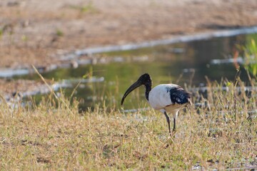 A sacred ibis perched atop a grassy bare ground near a tranquil body of water, Chobe National Park