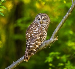 Barred owl perched on a tree branch. Strix varia.