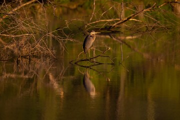 Great blue heron perched atop a tree branch in a tranquil body of water.