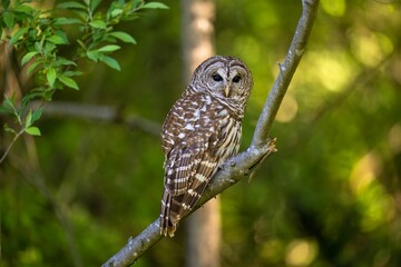 Barred owl perched on a tree branch. Strix varia.