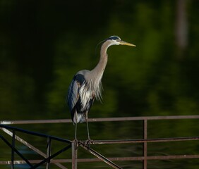 Great blue heron perched atop a rusty metal railing.