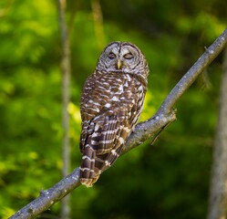 Barred owl perched on a tree branch. Strix varia.