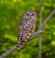 Barred owl perched on a tree branch. Strix varia.
