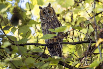 Waldohreule versteckt zwischen Bäumen und Ästen