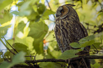 Waldohreule versteckt zwischen Bäumen und Ästen