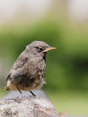 Selective focus shot of a small common redstart bird perched on a rock
