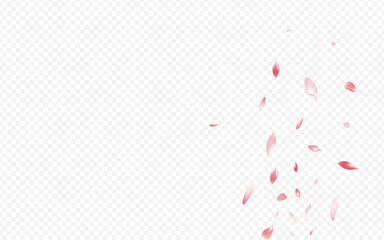 Pink Blooming Vector Transparent Background. Rosa