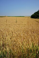 Vertical shot of a wheat field under the blue sky in the countryside of Germany