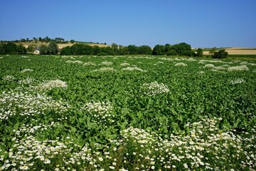 Fototapeta na wymiar Closeup of a lush green Beet field in summer in southern Germany
