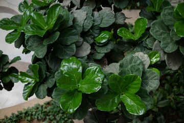 Closeup of a vibrant green tropical plant.