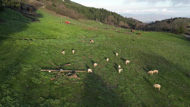 Aerial view of a flock of sheep grazing in a green valley