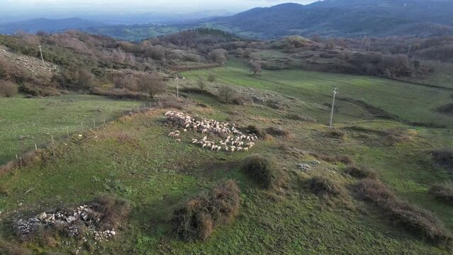 Aerial view of a flock of sheep grazing in a green valley