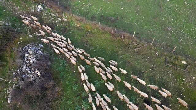 Aerial view of a flock of sheep moving from one grazing ground to another
