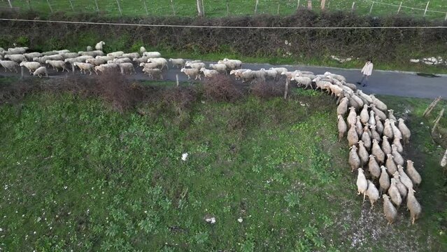 Aerial view of a flock of sheep moving from one grazing ground to another