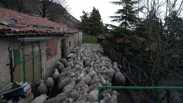 Aerial view of a flock of sheep arriving at the stable in the evening
