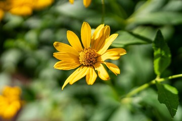 Mountain arnica growing in a field under the sunlight with a blurry background