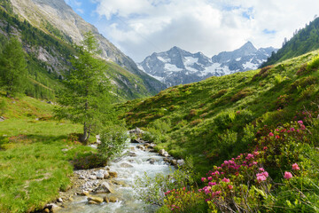 Plakat Wildbach mit Alpenrosen am Rand und Blick auf einen Gletscher