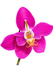 Single Pink orchid flower  isolated with white background