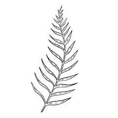 Fototapeta premium Hand drawn fern leaf. Doodle vector illustration