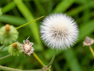 Vibrant close up of a dandelion puff in full bloom on blurred background