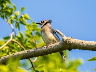 Small Blue jay bird perched on a thin branch in a lush, evergreen forest
