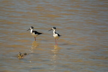 Pair of Hawaiian stilt (Himantopus mexicanus knudseni) birds perched in a pond