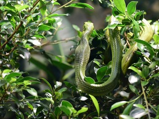 Green snake (Gonyosoma oxycephalum) coiled around a branch of a tree