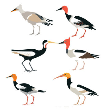 birds with long beaks and colorful plumages illustration by person