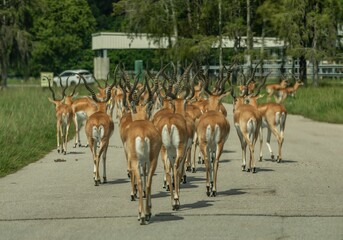 Group of impalas walking along the road.