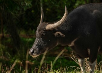 Closeup of the water buffalo in the field.