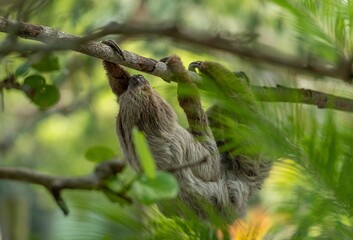 Sloth climbing a tree