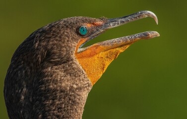 Closeup of the double-crested cormorant, Nannopterum auritum.