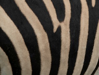 Fototapeta na wymiar Black and white zebra pattern.