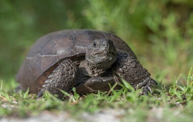 Closeup shot of a small black brown turtle on a grassy field