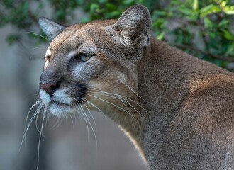 Fototapeta premium Closeup shot of side view of beautiful puma with a tree in the background