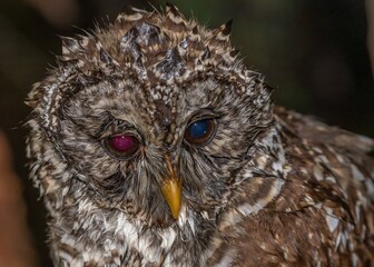 Closeup shot of an owl with different-colored pupils on the blurred background
