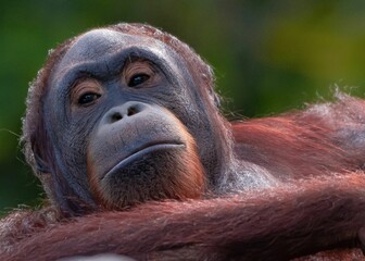 Closeup of an orangutan portrait