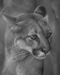 Grayscale shot of a florida panther